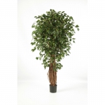 Ficus Liana Exotica de luxe 300cm